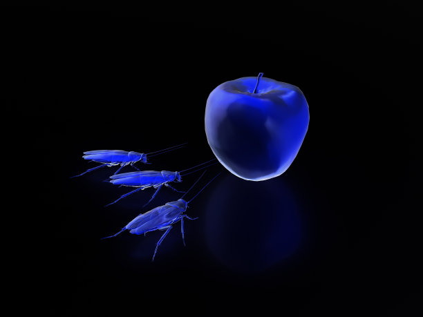 蟑螂吃食物，蟑螂x射线模式。三维渲染图片下载