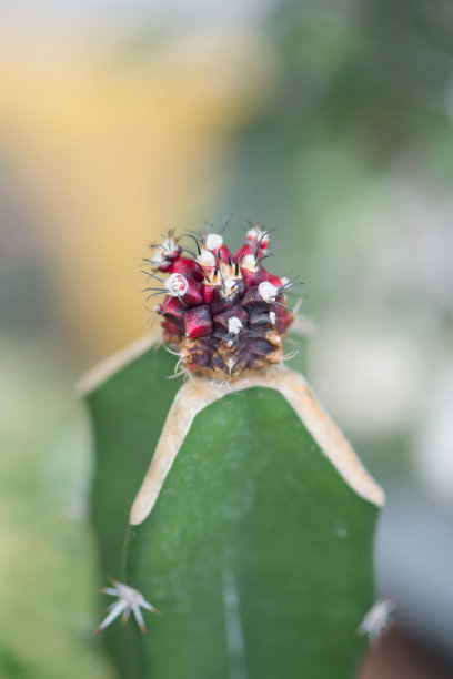 裸钙仙人掌嫁接在绿色仙人掌上图片下载