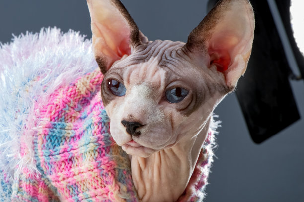 加拿大斯芬克斯猫特写肖像在工作室的灰色背景图片下载