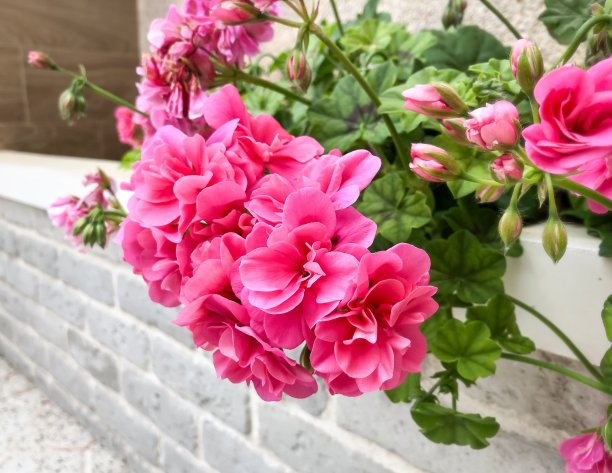 天竺葵粉色花朵图片下载