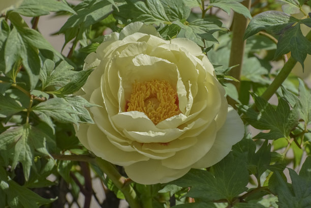 芍药属arborescens。多年生落叶灌木，开大黄花。概念我的花园图片下载