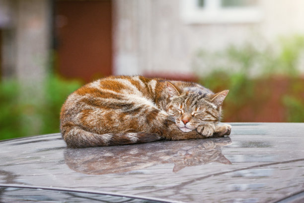 在车顶睡觉的猫。图片下载