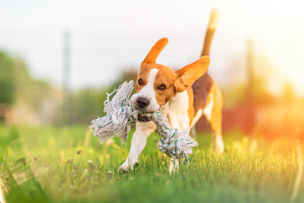 小猎犬带着玩具又跑又跳图片下载