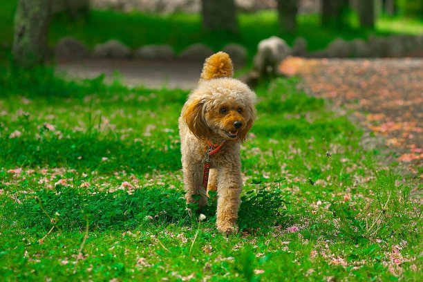 182年狗遛狗图片下载