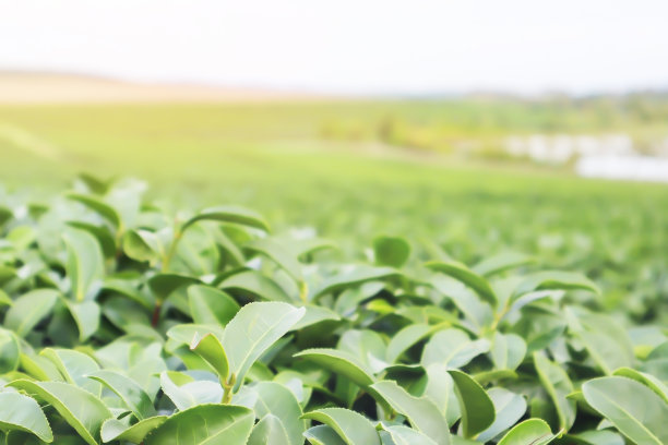 在泰国清莱省北部的农业园区，真实的有机绿茶叶子生意自然照片。图片下载