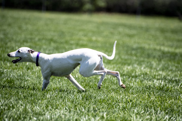 白色的小狗在绿色的草地上跑出照片的特写图片下载