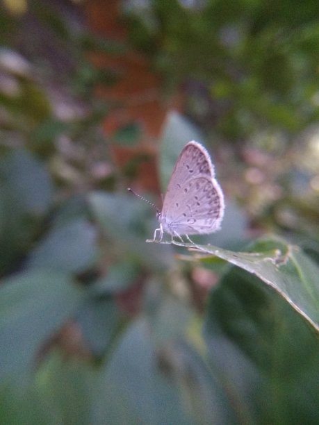 白色的蝴蝶图片下载