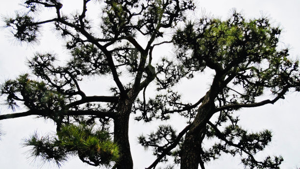 一种日本树图片下载