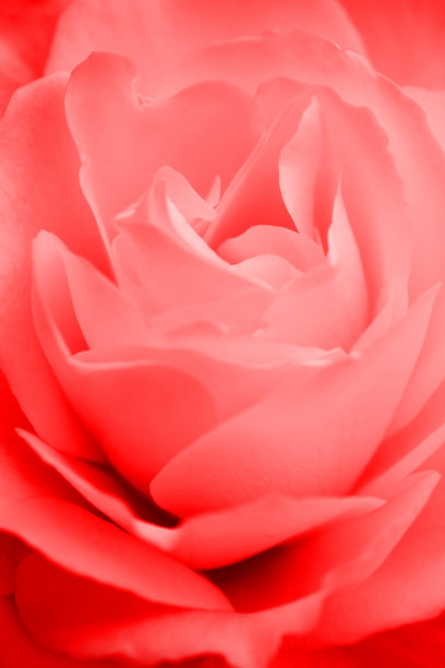 红玫瑰特写图片下载
