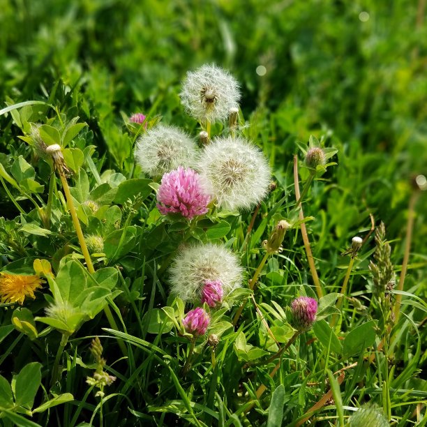 花粉和粉红色花朵的特写镜头图片下载