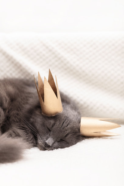 有趣的灰色毛茸茸的猫躺在沙发上，头上戴着一顶金色的皇冠。图片下载