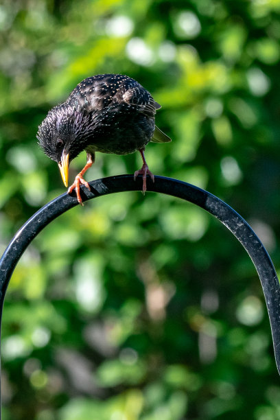 花园中的椋鸟栖息在城市野生动物的饲料上图片下载