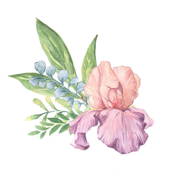 鸢尾花美第奇王子水彩画插画与嫩枝装饰图片下载