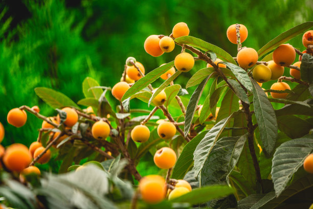 树上成熟的枇杷图片下载