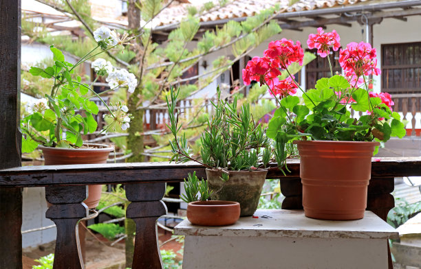 美丽的花草在阳台花园图片下载