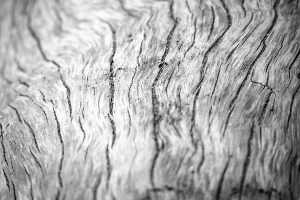 一棵饱经风霜的树的自然表面的特写图片下载