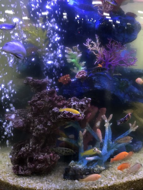 脏污缸圆鱼缸需要清洗，脏污弓前热带海洋鱼缸用塑料假珊瑚，马拉维丽鱼科热带鱼照片图片下载