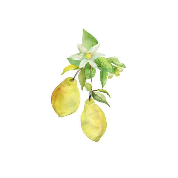 模式柠檬图片下载