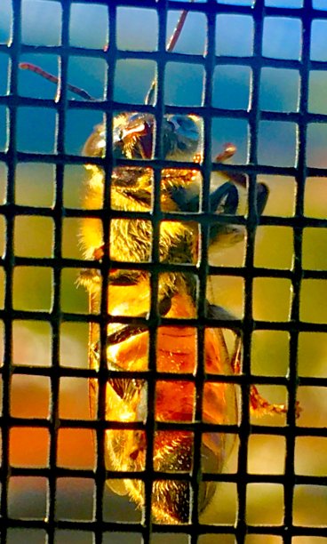 蜜蜂在外面游荡图片下载