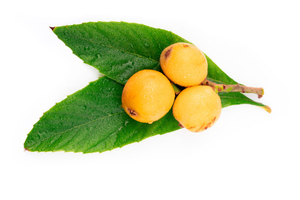 白色背景上的新鲜枇杷图片下载