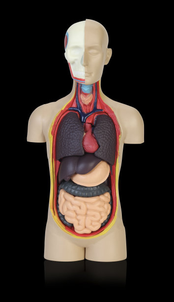 人体解剖学图片下载