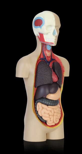 人体解剖学图片下载