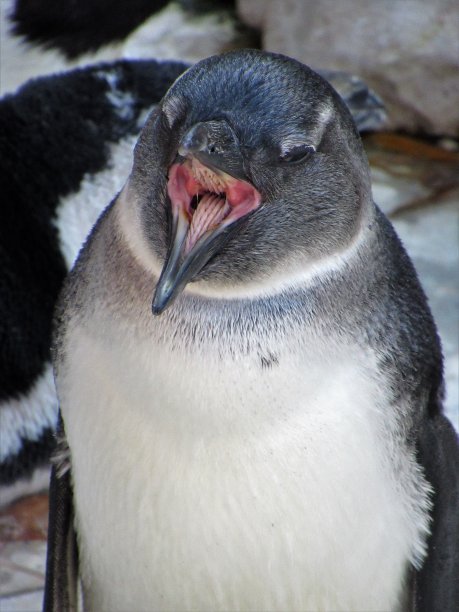 张开嘴的白色和灰色企鹅图片下载