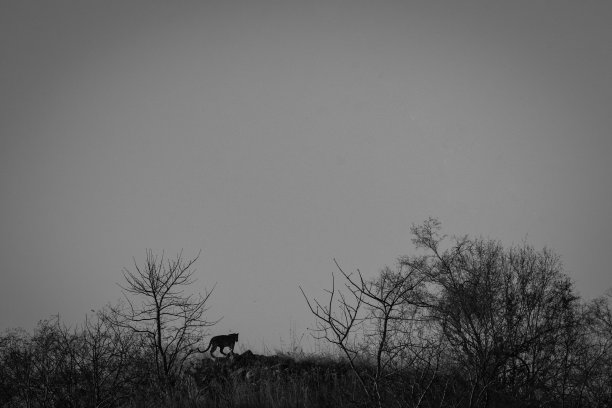 在印度拉贾斯坦邦斋浦尔jhalana森林的山顶上，一只豹或豹坐在她的宝座上，天空是蓝色的图片下载