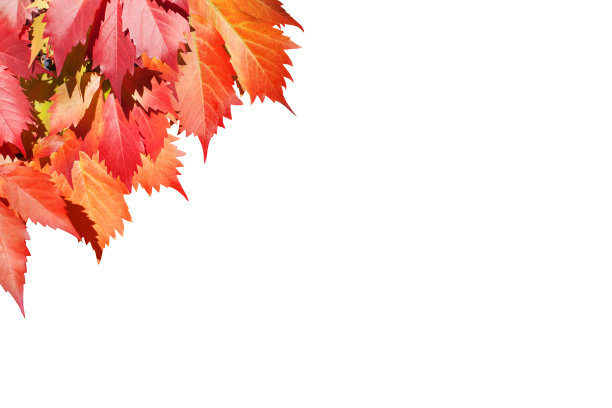 红色的葡萄叶子在白色的背景上孤立的靠近，秋天金色的叶子装饰边框，秋天的枫叶枝桠框架，回到学校的横幅设计元素，秋天的艺术角落，复制空间图片下载