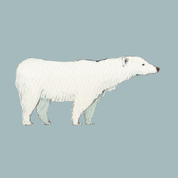 北极熊图片下载