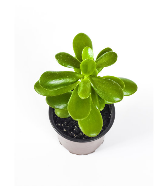 在白色背景上孤立的盆中卵形菁图片下载