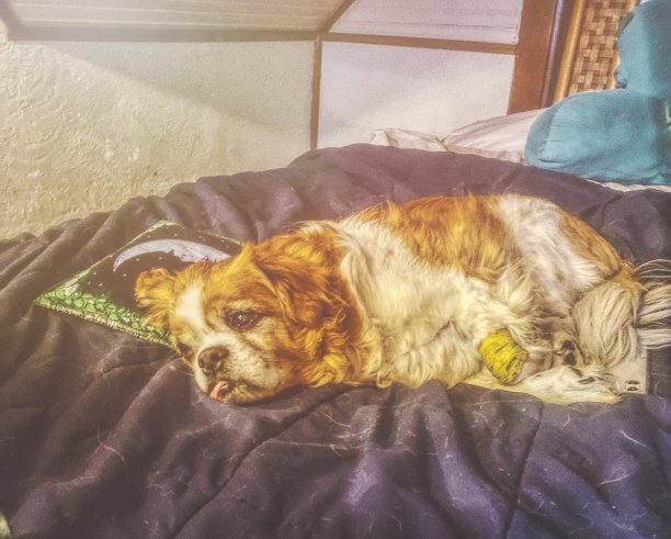 狗累了图片下载