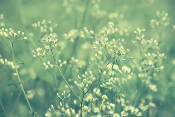 春草花自然壁纸背景图片下载