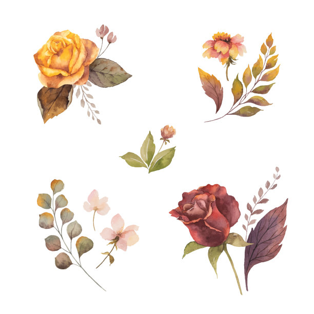 水彩向量秋天设置与玫瑰和叶子孤立在白色的背景。图片下载