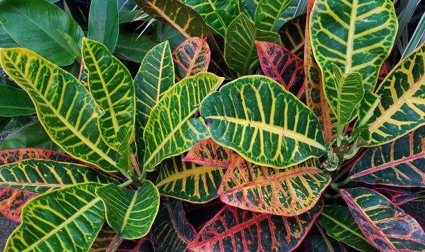 热带条纹植物郁郁葱葱，近距离观赏，纹理独特图片下载