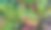热带条纹植物郁郁葱葱，近距离观赏，纹理独特图片下载