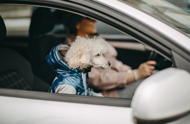 一个女人一边开车一边玩狗图片下载