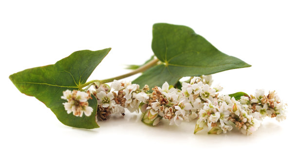 带叶的荞麦花。图片下载