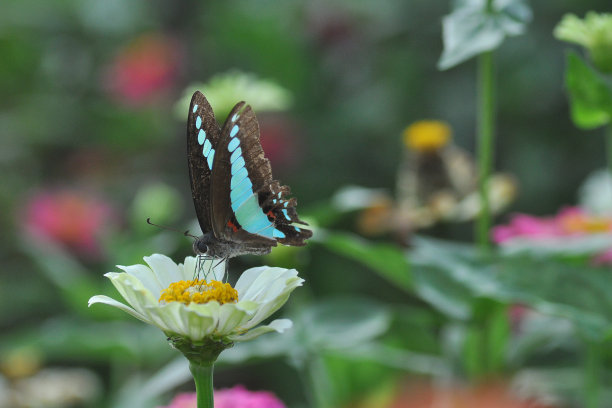 美丽的蝴蝶上百日花自然环境图片下载