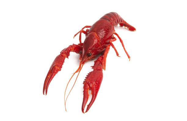 红色癌症孤立图片下载