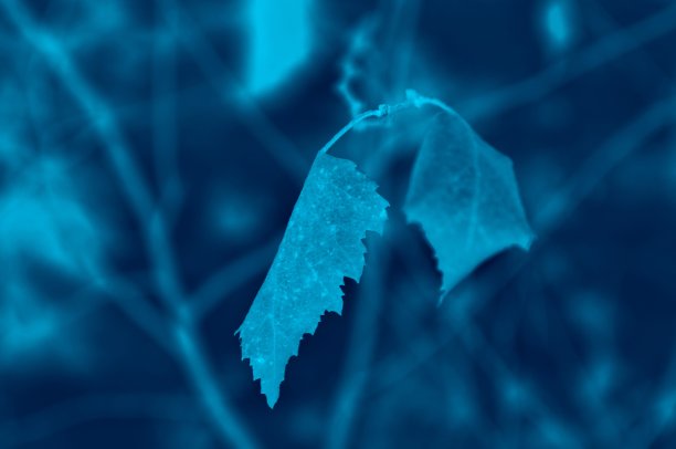 叶子。冬天。特写镜头。抽象。图片下载