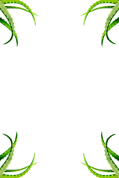 四周是芦荟植物的绿叶，孤立在白色的背景上。大的照片。图片下载