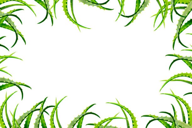 四周是芦荟植物的绿叶，孤立在白色的背景上。大的照片。图片下载