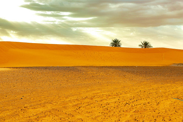 撒哈拉沙漠的沙丘和棕榈树图片下载