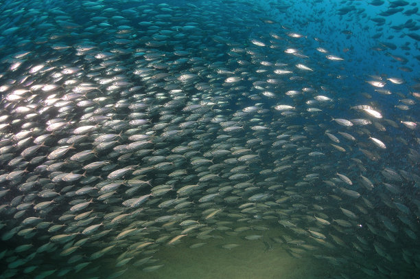 学校的鱼图片下载