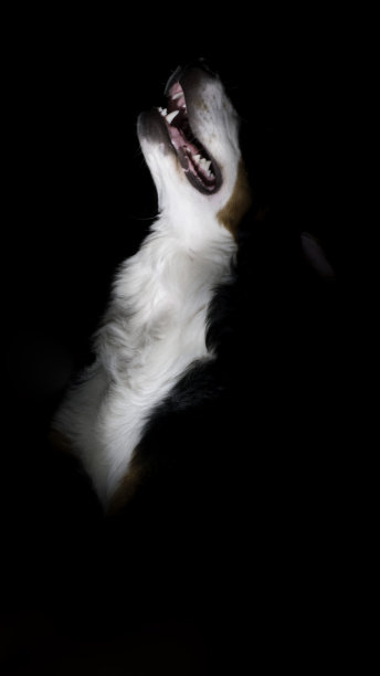 伯纳德山犬的侧面图片下载