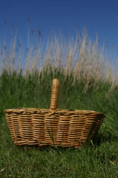 芦苇有两种形式图片下载