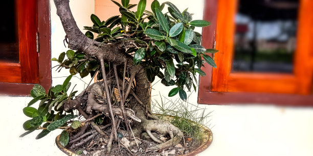 盆景树图片下载