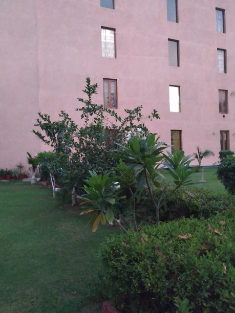 美丽的绿色植物图片下载