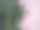 美丽的绿色植物图片下载